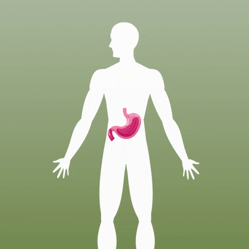 Supports Digestion & Nutrient Absorption